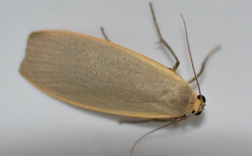 Eilema griseola